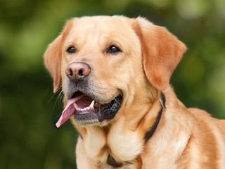 Dogs jigsaw puzzles - Screenshot 3
