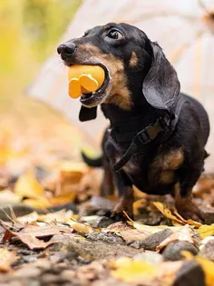 Dog puzzles - drag & swap - Screenshot 2