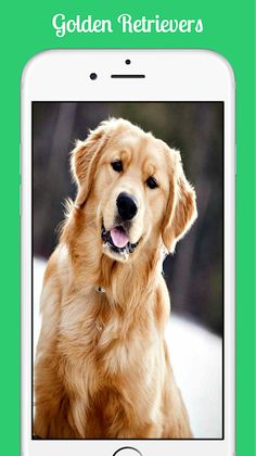 Golden Retrievers - Screenshot 4