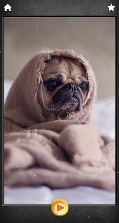 Cute Dogs Jigsaw Puzzles - Screenshot 2