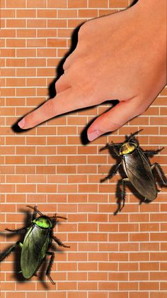 Serbuan Serangga Dan Kecoa - Screenshot 1