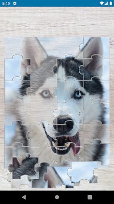 Siberian Husky Jigsaw Puzzles - Screenshot 2