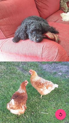 Viz Kids - Screenshot 4