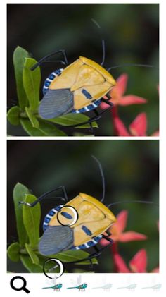 Spot a Difference Bugs - Screenshot 4