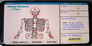 Label That Diagram - Human Ske - Screenshot 3