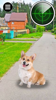 Collect Pocket Dogs - Screenshot 4