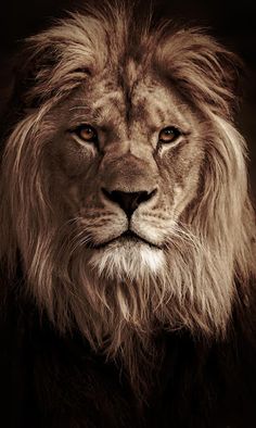 Lion Relax Puzzle - Screenshot 2