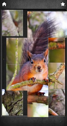 Animals puzzles - photo jigsaw - Screenshot 1