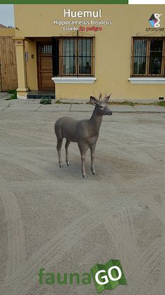 Fauna GO Beta - Screenshot 1