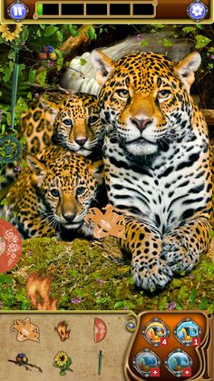 Hidden Object: Animal World - Screenshot 1