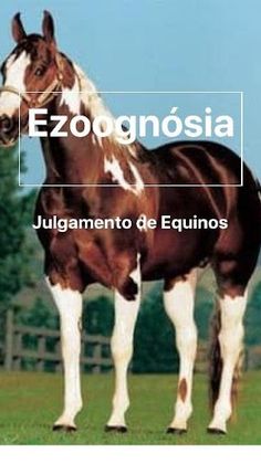 Ezoognosiando - Screenshot 1