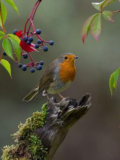 Bird Puzzle - Screenshot 2