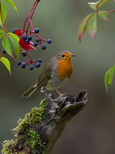 Bird Puzzle - Screenshot 2