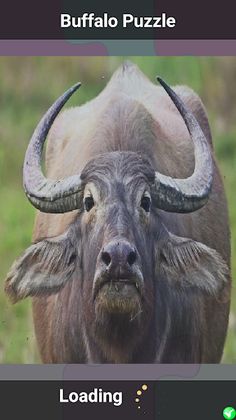 Buffalo Puzzle - Screenshot 1