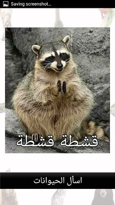 اسأل الحيوانات المُضحكة - Screenshot 1