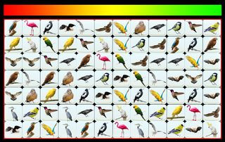 Onet Bird: Learn English - Screenshot 1