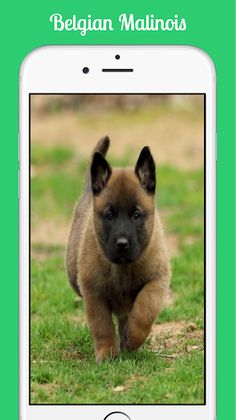Belgian Malinois - Screenshot 3
