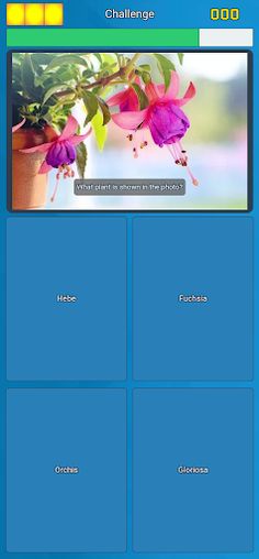 MultiQuiz: multiplayer quiz - Screenshot 2