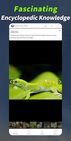 BabyCollie Max: Quiz Game with - Screenshot 2