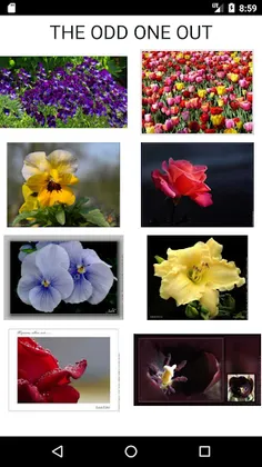 What Kind of Flower Are You ? - Screenshot 2