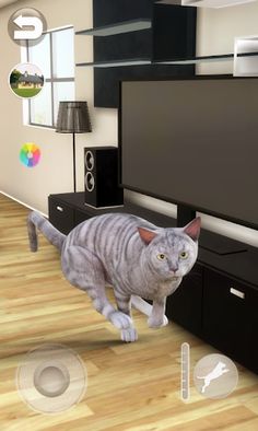 Talking Tabby Cat - Screenshot 4