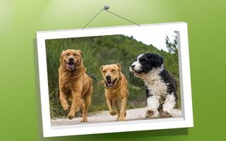 Picture Puzzle: Dogs - Screenshot 3
