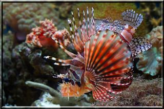 Fish Puzzles Sea Collection - Screenshot 3