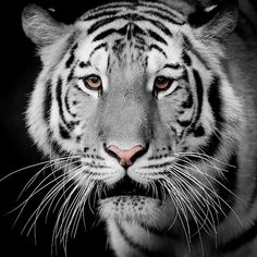 Animal HD Jigsaw Puzzles - Screenshot 4