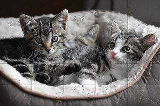 Kittens Jigsaw Puzzles - Screenshot 2