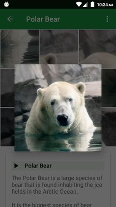 Wild Animals Puzzle - Screenshot 4
