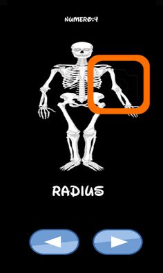 Skeleton bones, guess what is - Screenshot 1