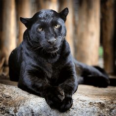 Wild Animals Puzzle Game - Screenshot 2