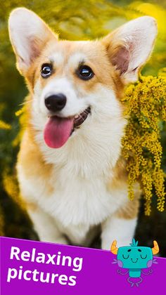 Puppy Jigsaw, Mind Workout - Screenshot 2