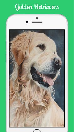 Golden Retrievers - Screenshot 1