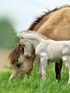 puzzle game horse - Screenshot 2