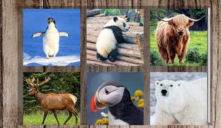 Animals Puzzle Game-IQ - Screenshot 3