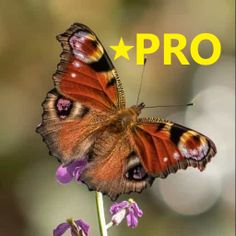 Spin Puzzle Pro - Screenshot 1