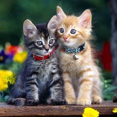 Kittens Cute Cat Jigsaw Puzzle - Screenshot 3