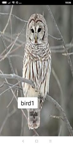 special bird - Screenshot 2