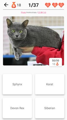 Cat Breeds Quiz - Game about C - Screenshot 3
