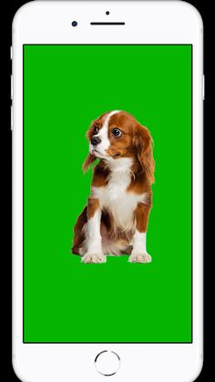 Save the Lonely Dog - Screenshot 1