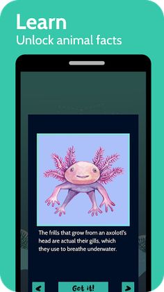 Animal Memory Match - Brain Ga - Screenshot 4