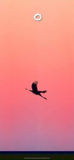SilhouetteBird - Screenshot 2