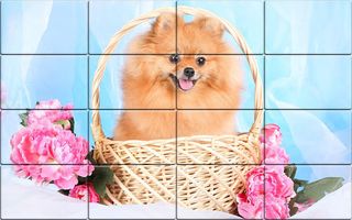 Tile Puzzle Pomeranian Dogs - Screenshot 3