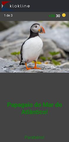 80 Pássaros Desafio - Screenshot 3