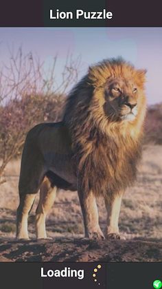 Lion Puzzle - Screenshot 1