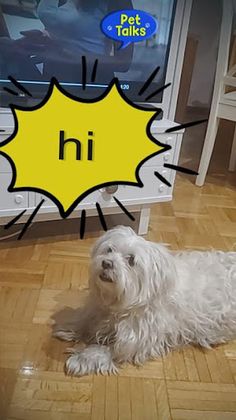 Pet Talks AR App - Screenshot 2