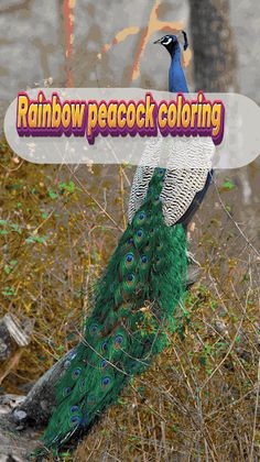 Coloring rainbow peacock - Screenshot 1