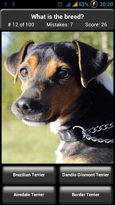 Dog Breed Quiz - Screenshot 2
