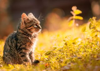 Puppy kitten jigsaw puzzles - Screenshot 3